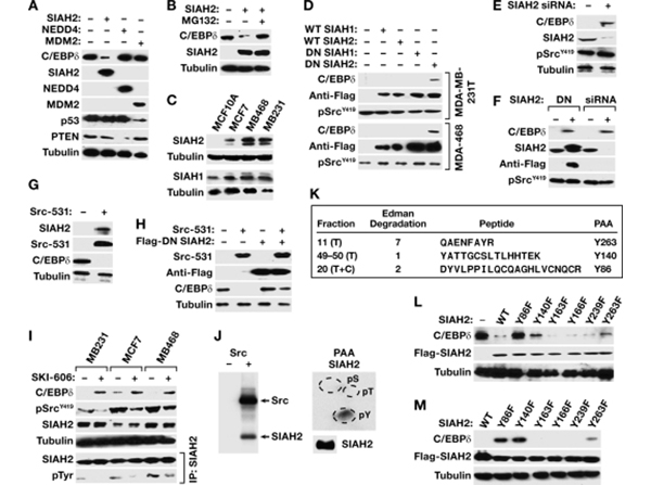 Western Blot using Alpha Tubulin